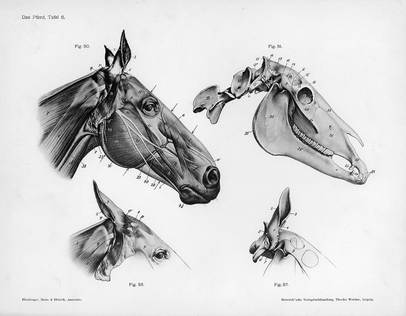 Illustration for article titled Lose Yourself In The Gorgeous Anatomical Drawings of Hermann Dittrich